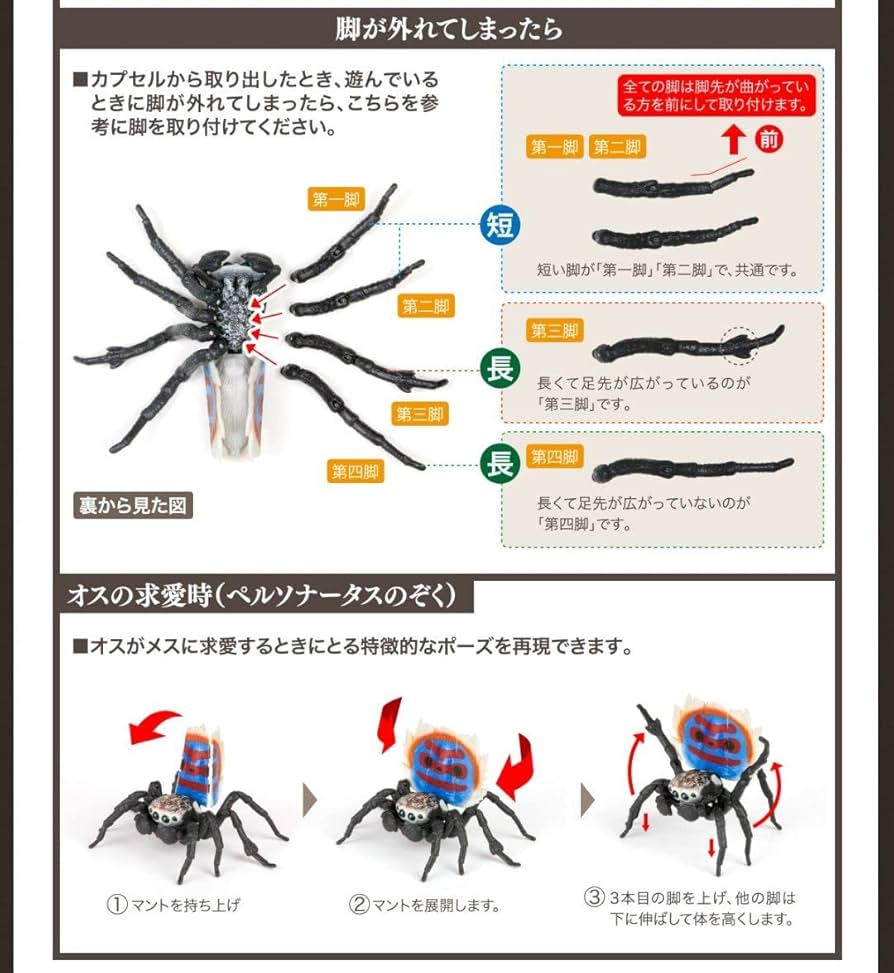 Amazon.co.jp: いきもの大図鑑 ピーコックスパイダー 全5種類